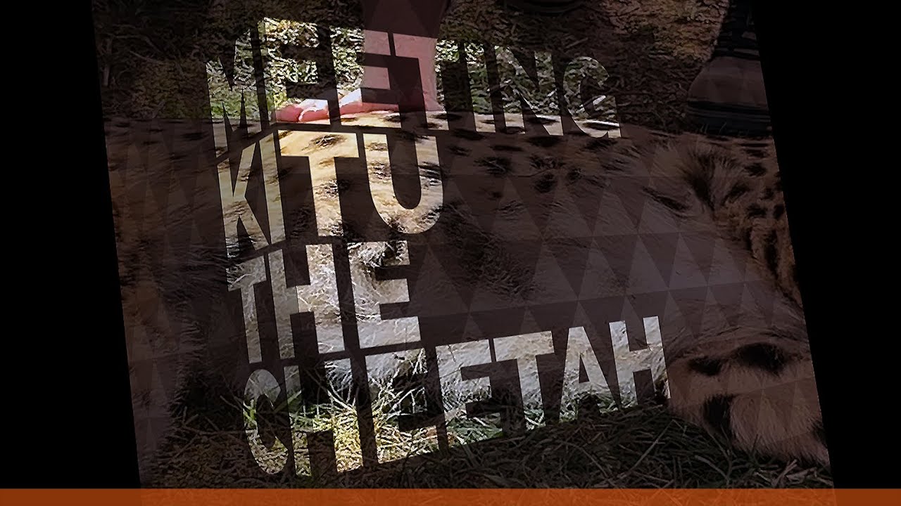 MEETING KITU THE CHEETAH - Up Close and Personal! Cheetah Outreach near Cape Town, South Africa
