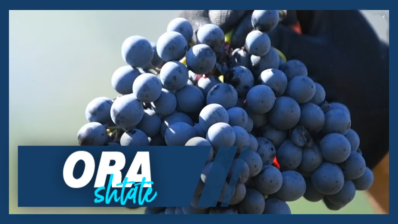Ora 7 - Në Vinarc të Mitrovicës kthehet tradita, fillon vjelja e rrushit dhe shndërrimi në verë!