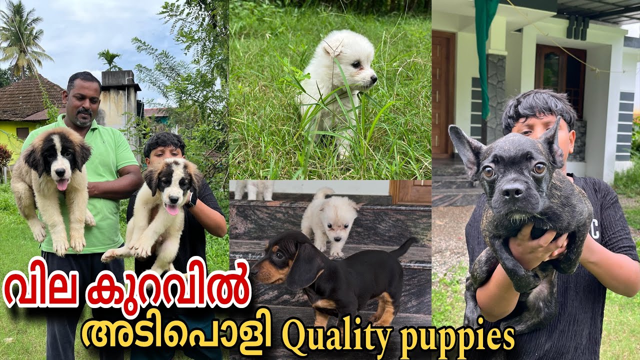 വില കുറവിൽ അടിപൊളി quality puppies! 😍