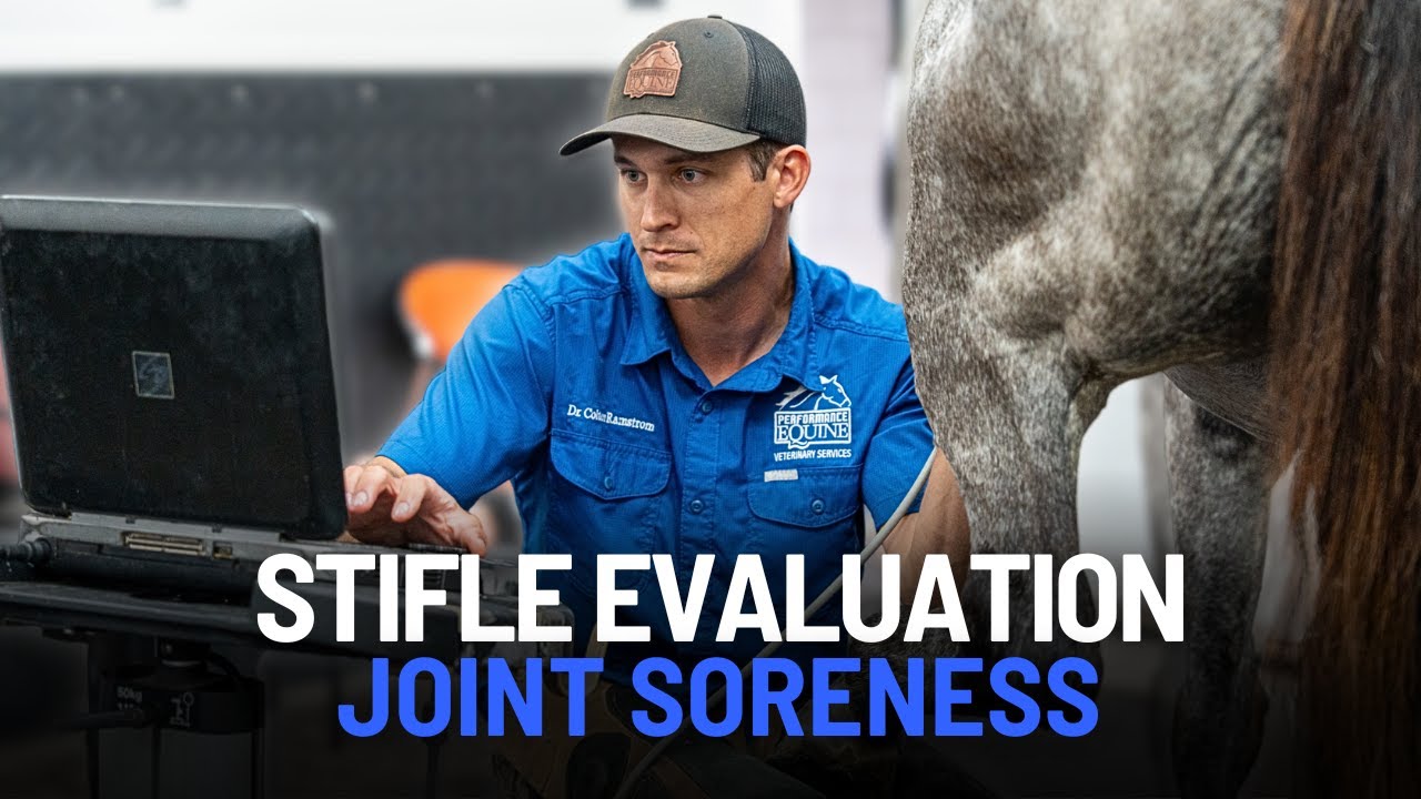 Evaluating Stifle Pain in a Horse: Imaging and Inflammation Diagnosis