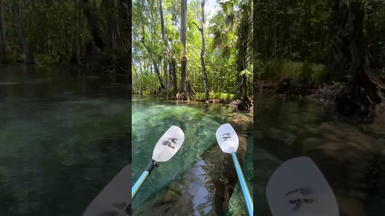 Best Way to Explore Silver Springs State Park: Kayaking 