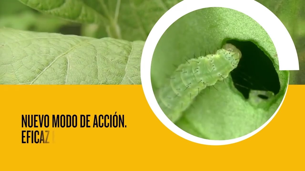 Daniel Ferreras, Gerente técnico de Insecticidas, Syngenta LAS.