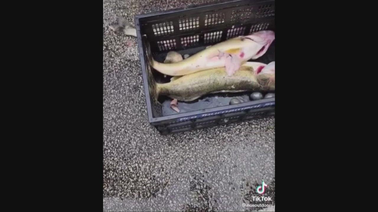 Cleveland walleye tournament ends in controversy as winners caught with weights in fish