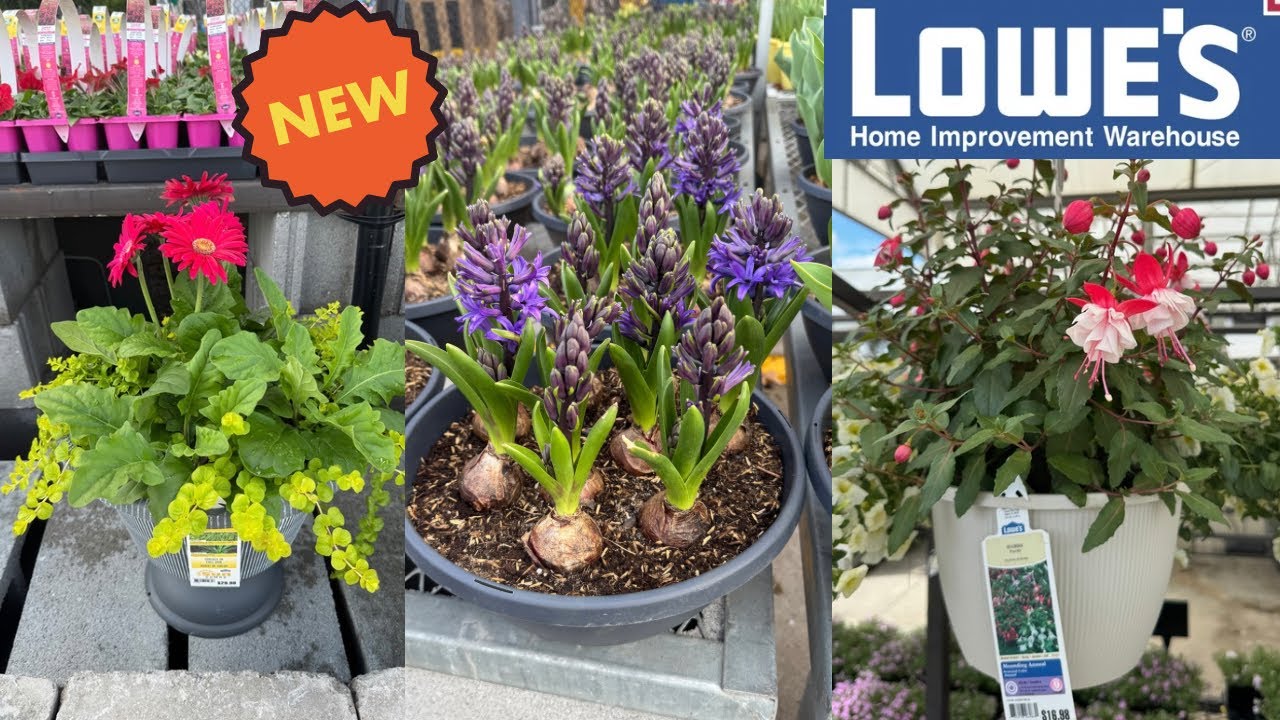 Лучшие новинки растений от Lowes к весне | Как сделать свой сад красивым?