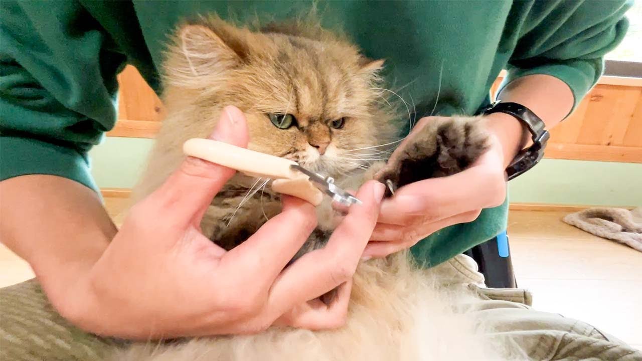 ご機嫌な猫に爪切りをお願いしたら速攻でブチ切れられた【飼育員が教える猫の爪切りの仕方】