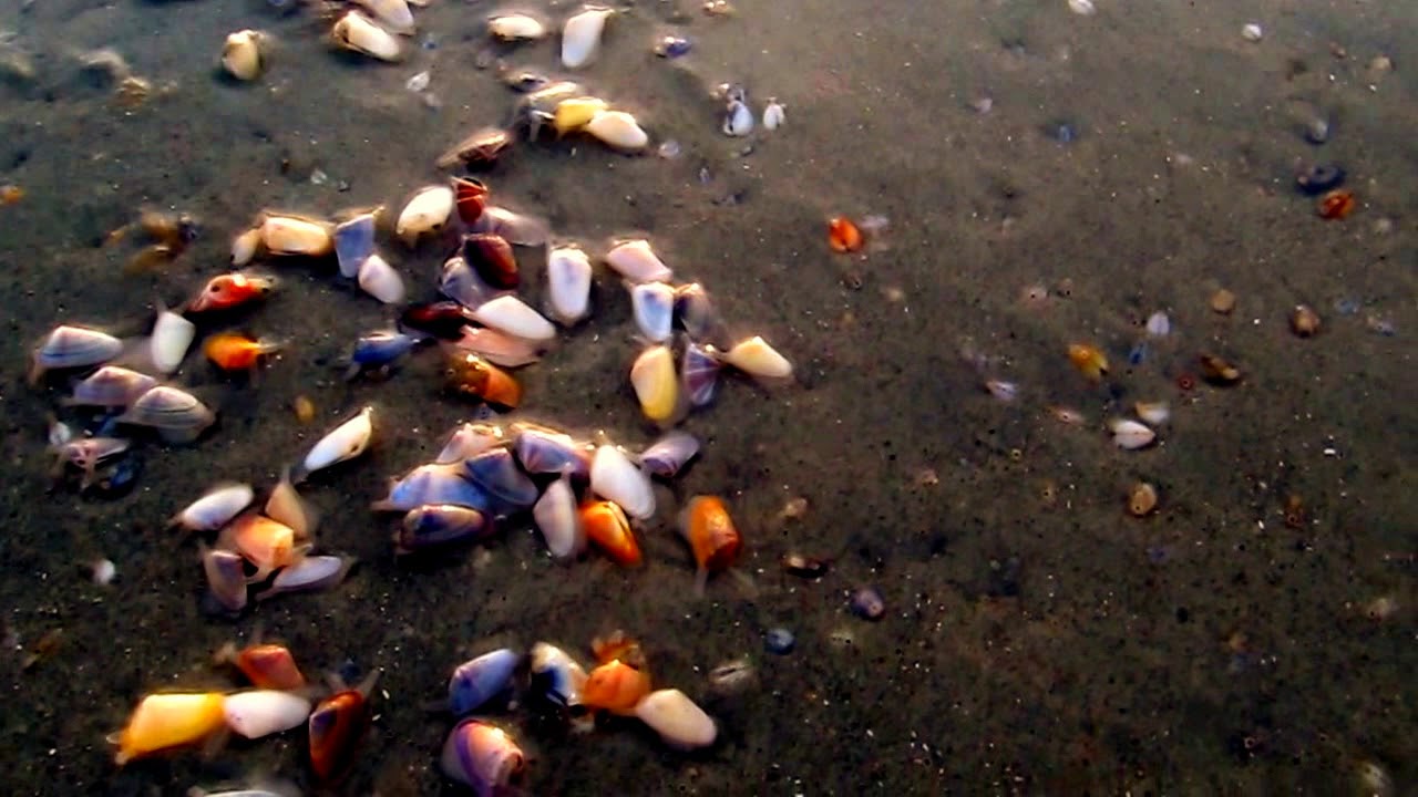 Surprisingly talented tiny coquina clams - to music!