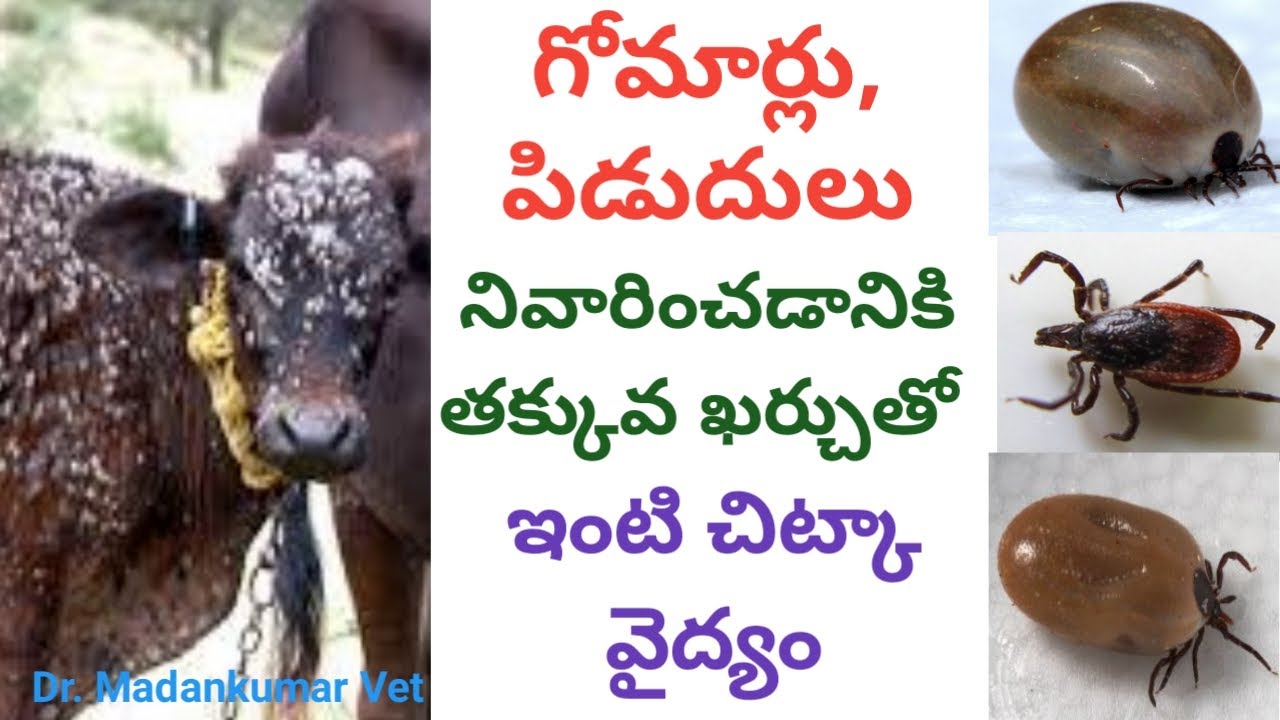 How to Prevent Ticks and Lice? | Home made removal solutions  in buffaloes and Cows Telugu