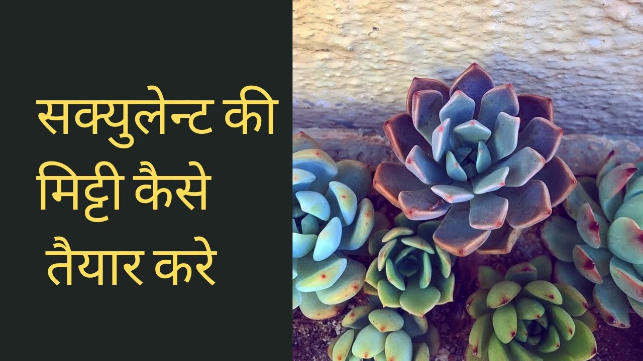 SUCCULENT KI MITTI KAISE TAIYAAR KIYA JATA HAI ?