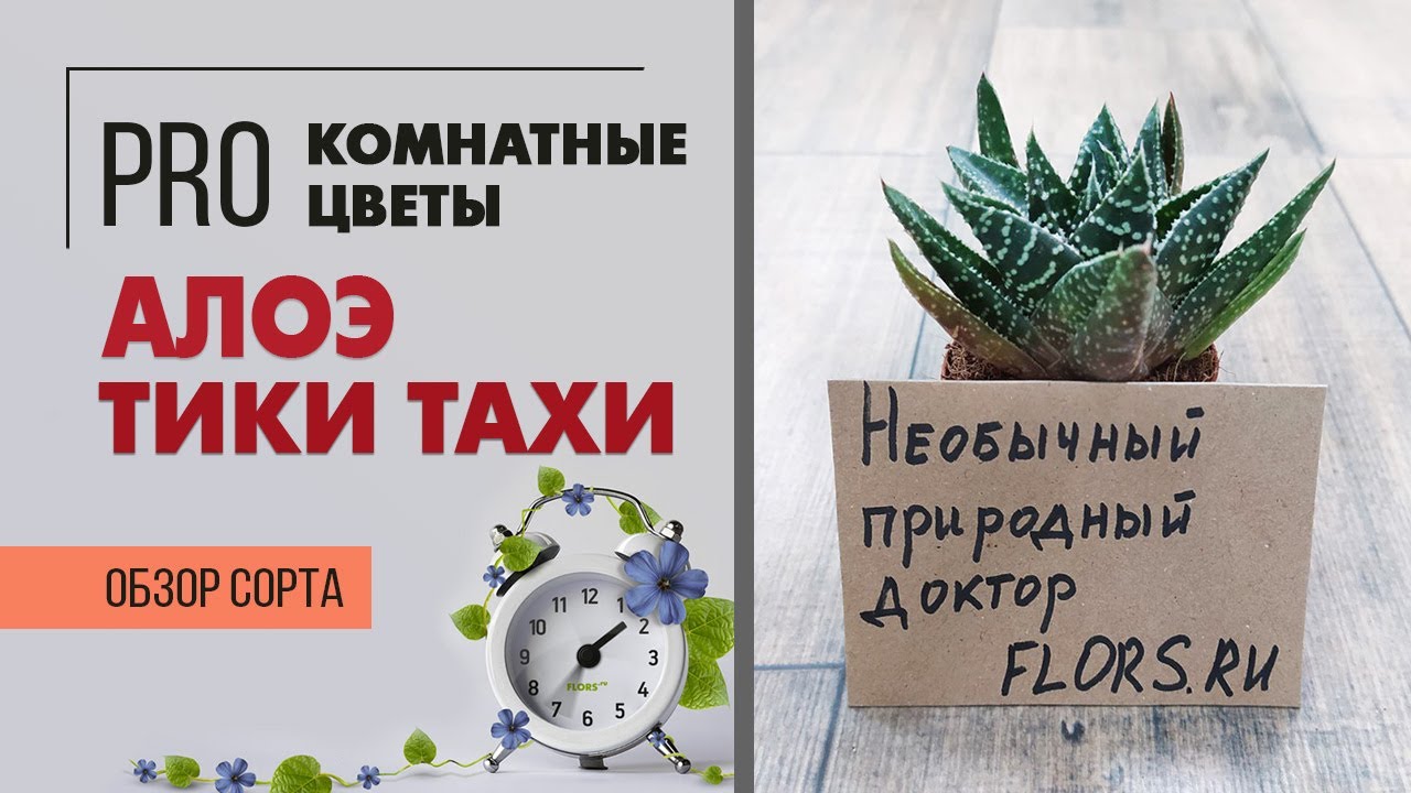 Алоэ Тики Тахи - обзор сорта | О многообразии сортов алоэ | Как ухаживать за алоэ