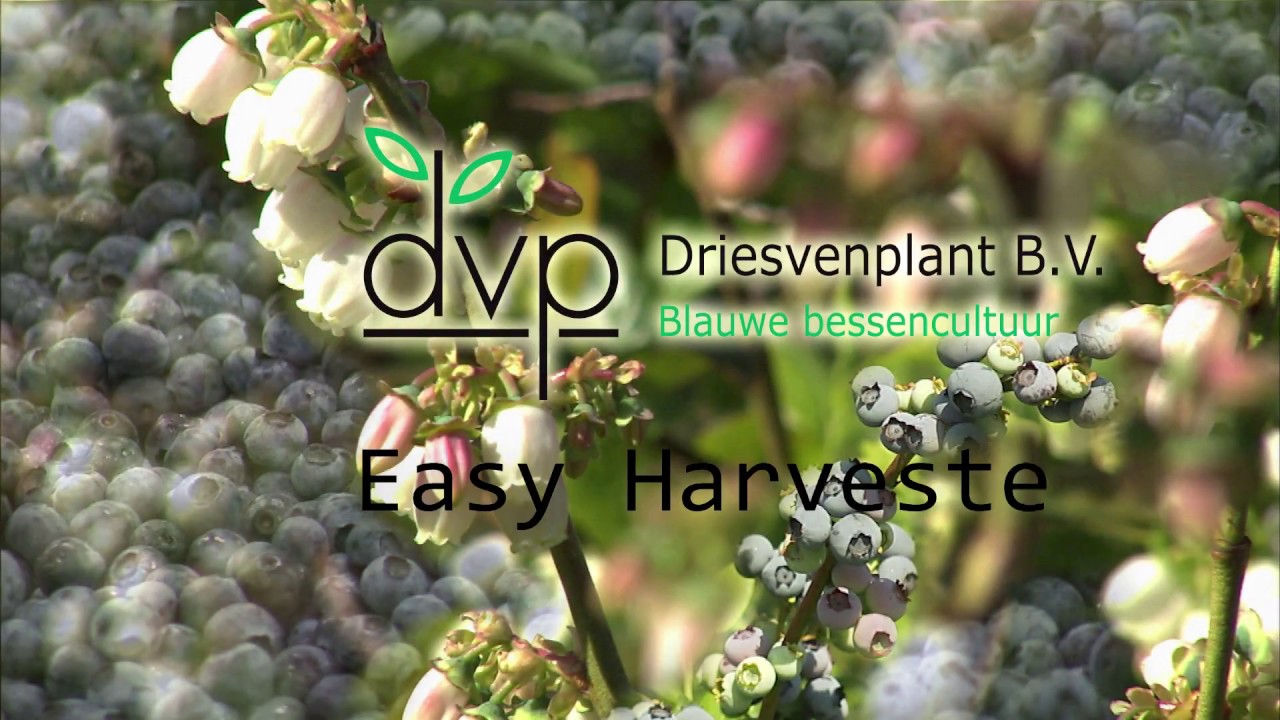 Easy Harvester - Driessen Blueberries B.V.