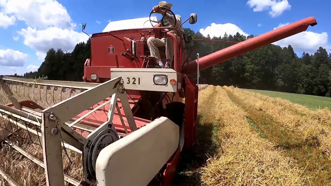 Mähdrescher IHC 321 im Einsatz