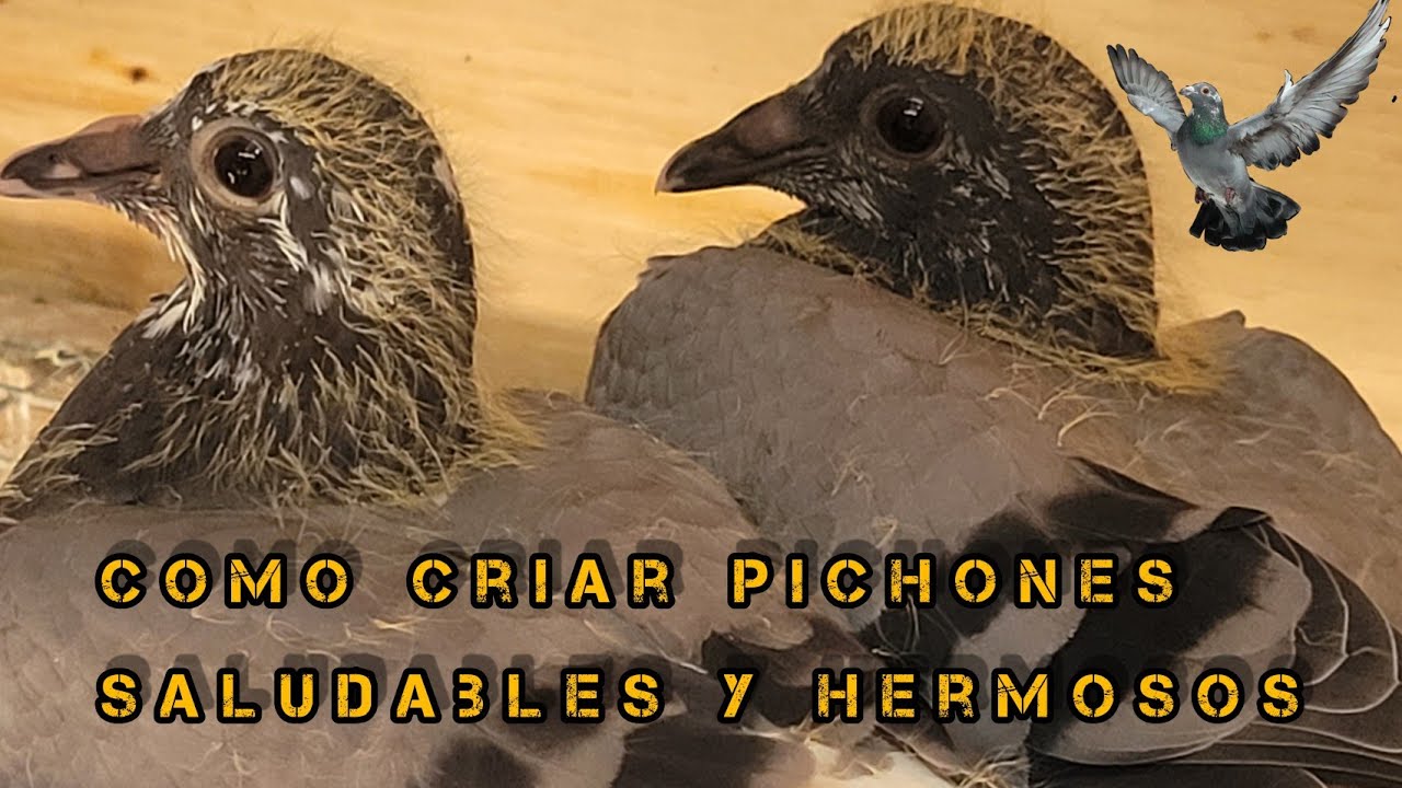 Tips para criar pichones hermosos y saludables!!