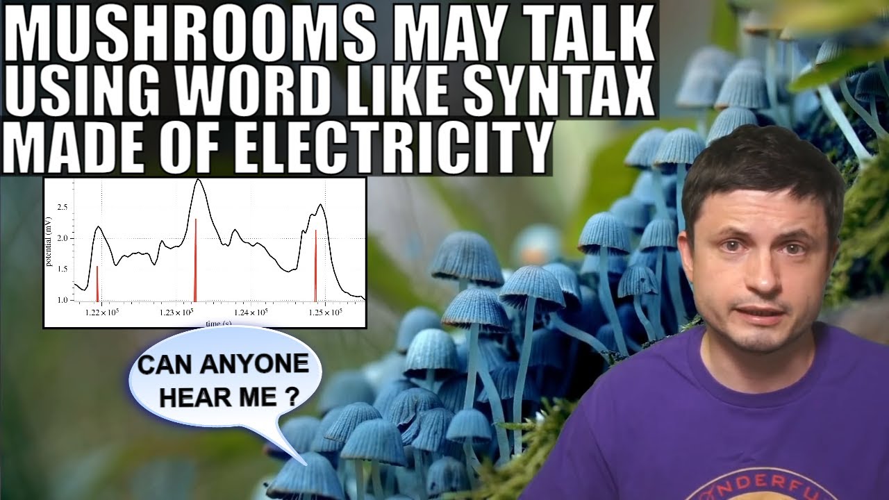 Mushrooms Use Electric Spike Syntax Resembling Words To Talk, New Study