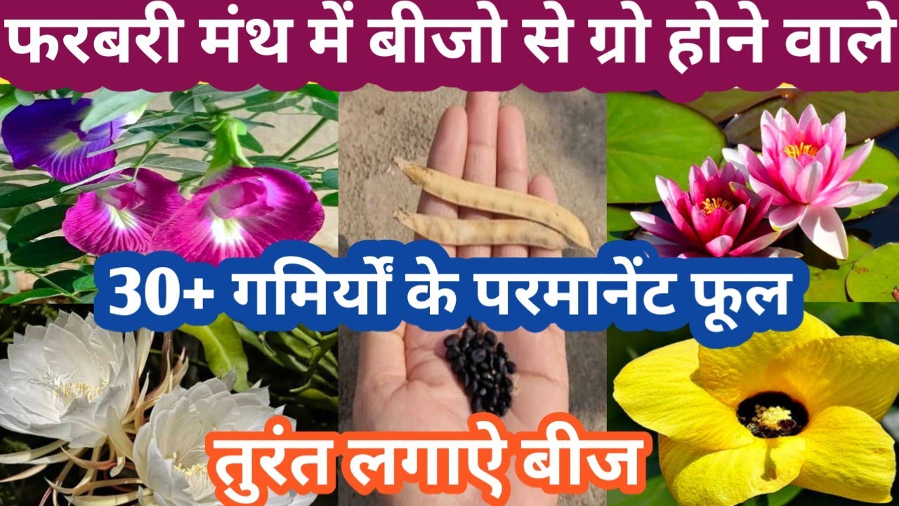 February/March के महीने मे बीजो से ग्रो होने वाले परमानेंट फूल Parmanent Flowering Plant Grow Seeds