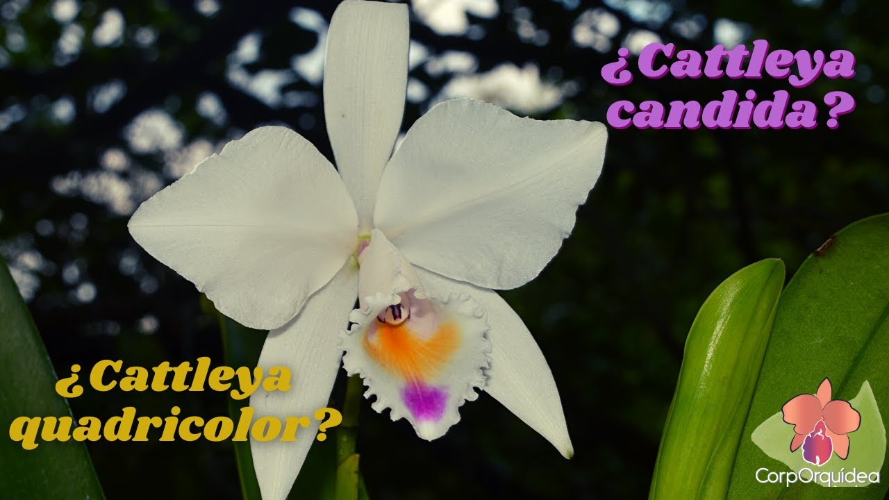 Orquídea Cattleya candida o Cattleya quadricolor I Aprende a cultivar Orquídeas con CorpOrquídea