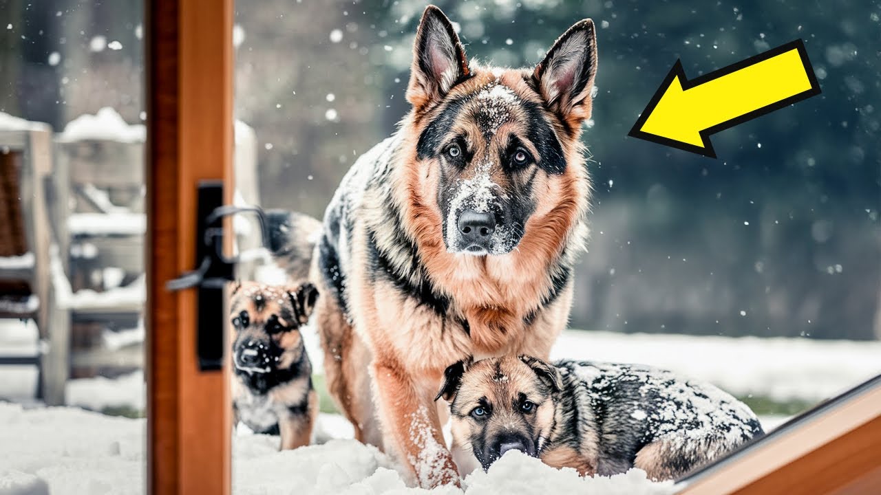 UN PASTORE TEDESCO SI STAVA CONGELANDO CON DUE CUCCIOLI: LA DECISIONE DELL'UOMO VI SORPRENDER&Agrave;