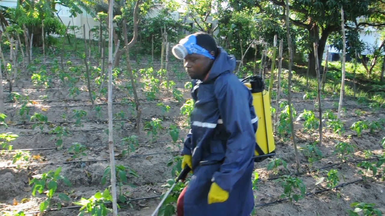 kilimo cha pilipili hoho stage ya 3 kangeta kilimo