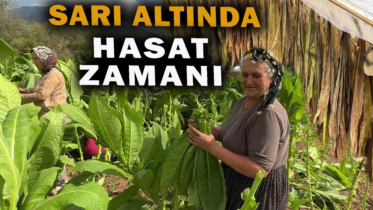 Köyde Tütün Toplama Mesaisi | Osmaniye’de Tütün Hasadı