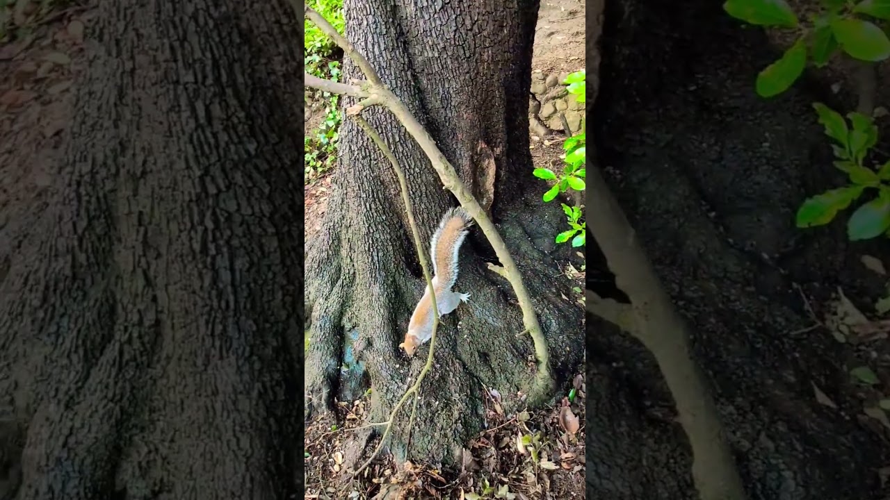 🎵🎶 Squirrel under tree in June🌞 Vs January ❄️. 