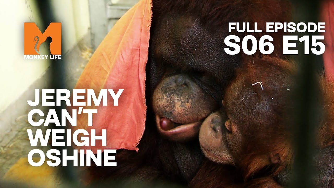 Oshine Holds Onto Her Son | Season 6 Episode 15 | Full Episode | Monkey Life