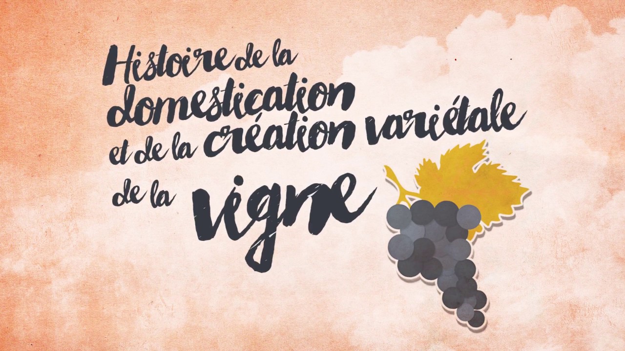 Histoire de la domestication et de la création variétale de la vigne