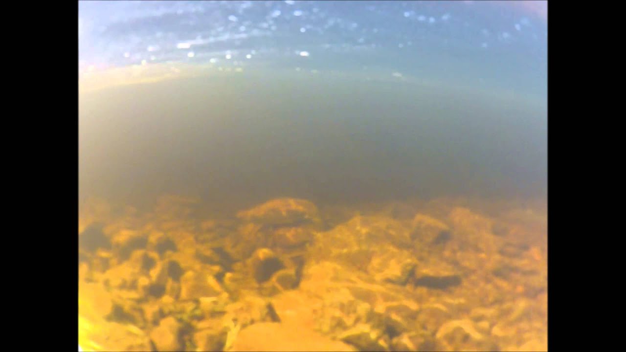 Underwater Salmon Footage