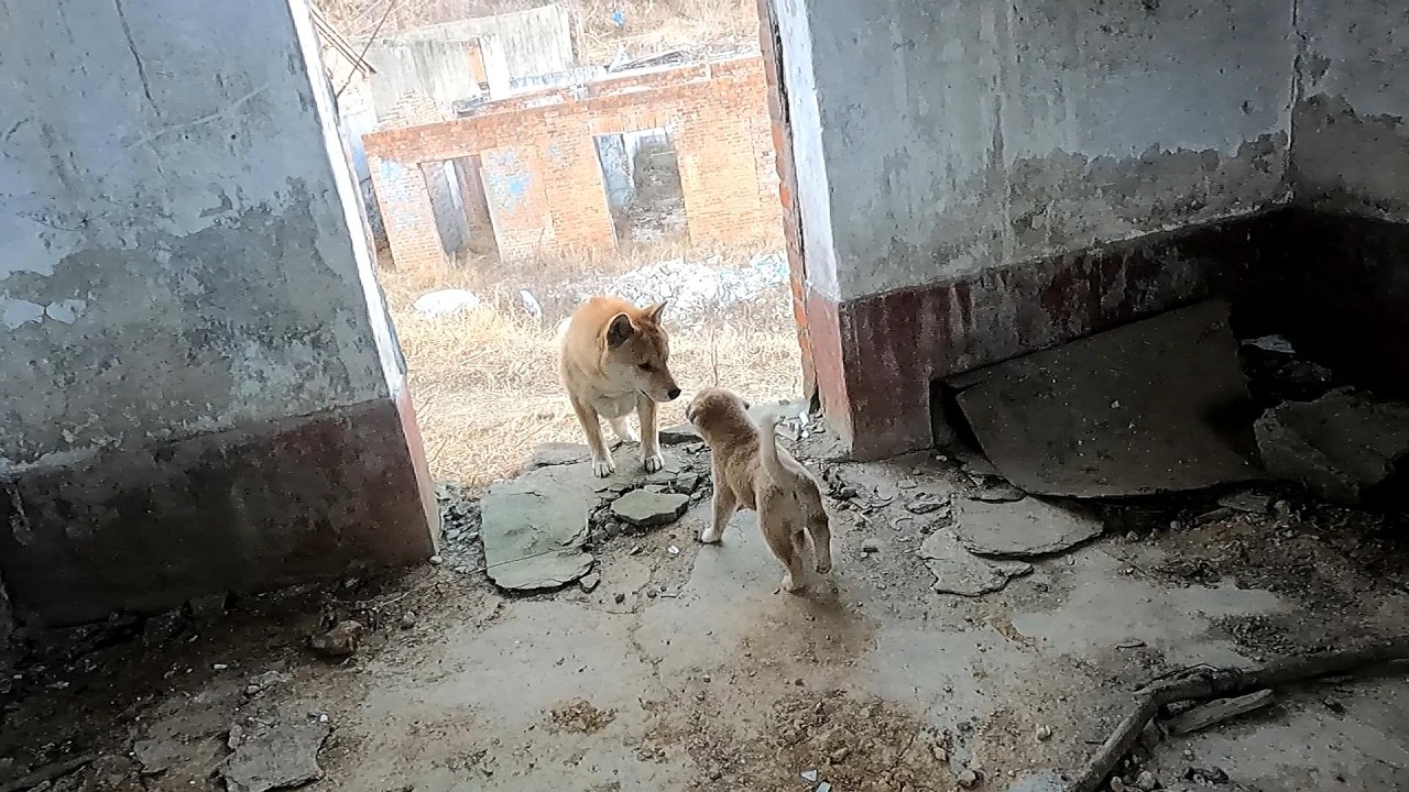 Adventure - Carefree life of a cute street puppy (3)