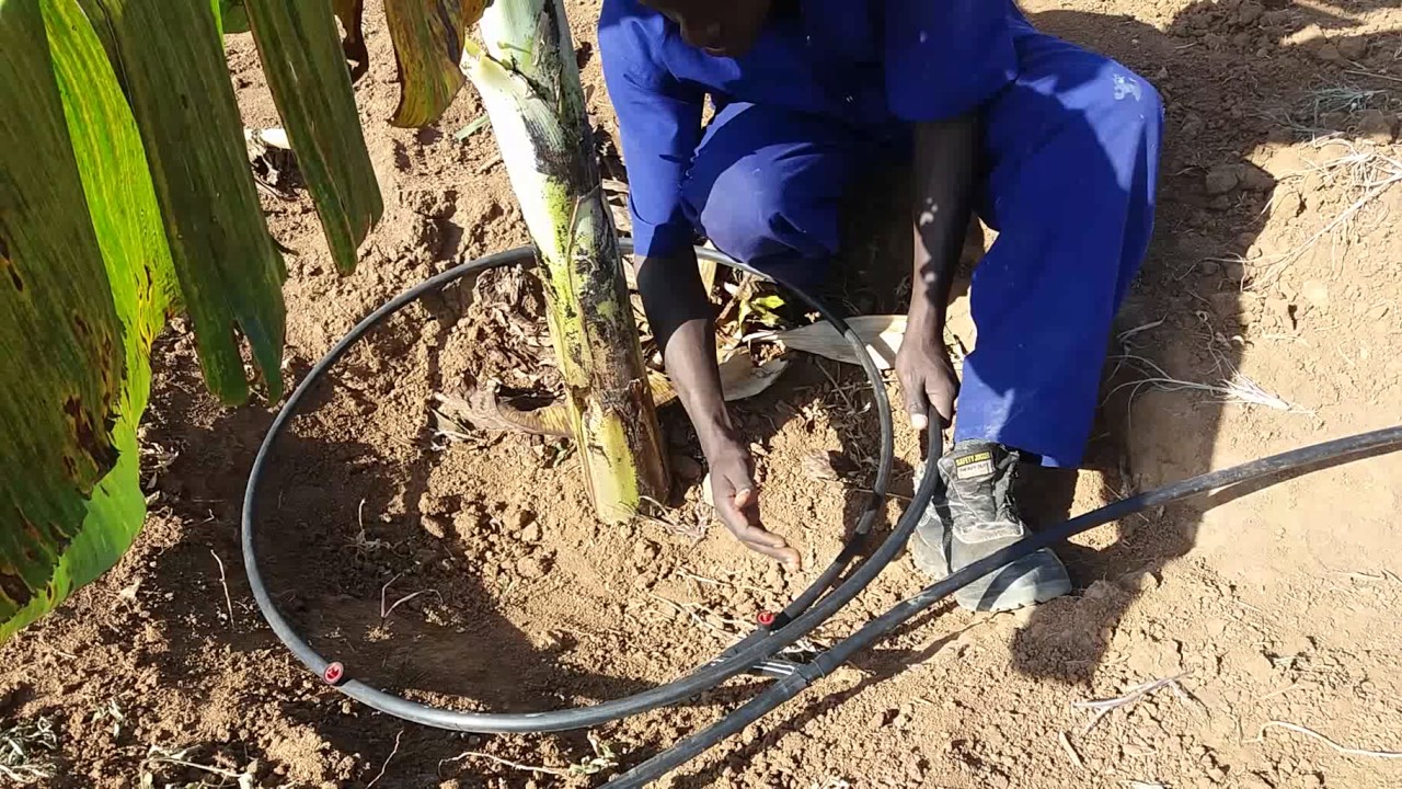 Drip irrigation system for Bananas in uganda