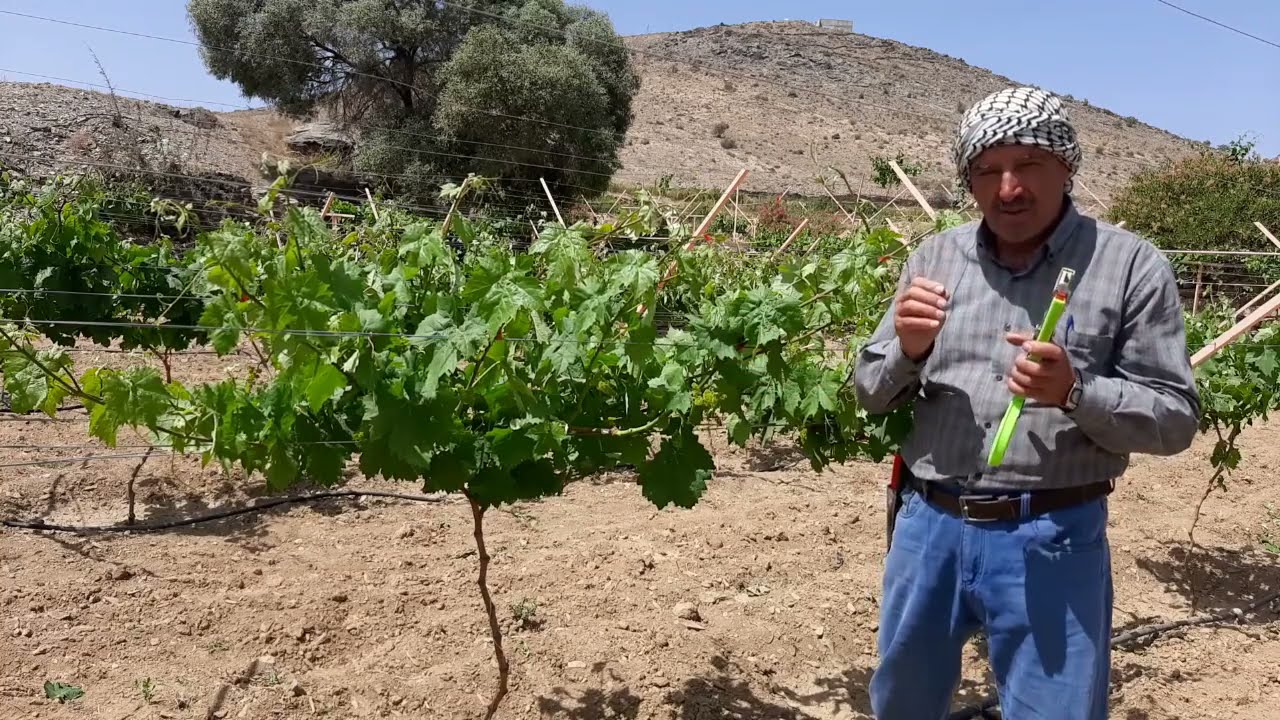 احذر وانتبة لخدمة شجرة العنب اثناء الازهار
