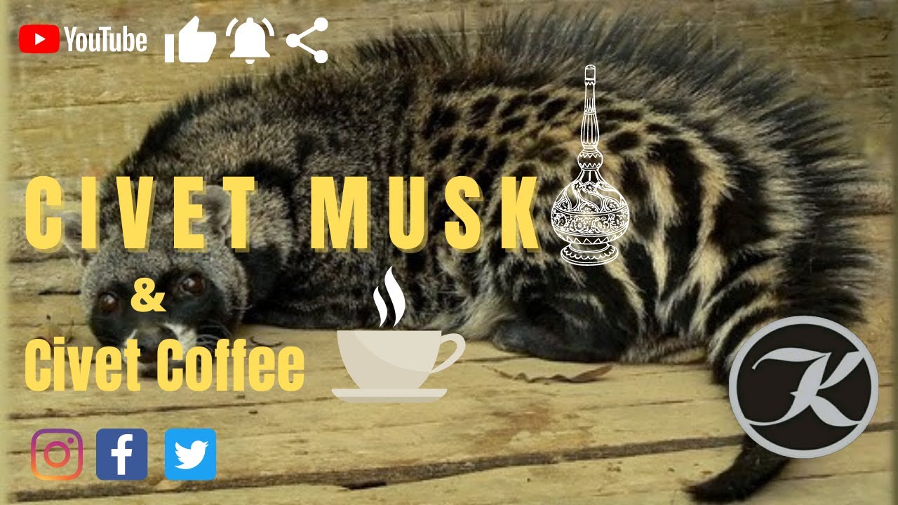 Civet Musk & Civet Coffee |  उडमंजर | قطط الزباد | Amazing Facts | Hindi | हिन्दी