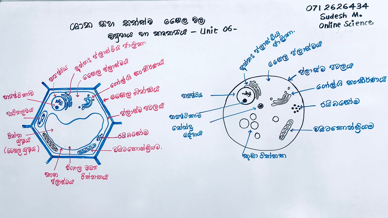 𝐆𝐫𝐚𝐝𝐞 𝟏𝟎 | 𝐔𝐧𝐢𝐭 𝟎𝟔 | 𝐄𝐩𝐢𝐬𝐨𝐝𝐞 𝟎𝟏 | 𝐒𝐭𝐫𝐮𝐜𝐭𝐮𝐫𝐞 & 𝐟𝐮𝐧𝐜𝐭𝐢𝐨𝐧 𝐨𝐟 𝐀𝐧𝐢𝐦𝐚𝐥 & 𝐏𝐥𝐚𝐧𝐭 𝐜𝐞𝐥𝐥𝐬