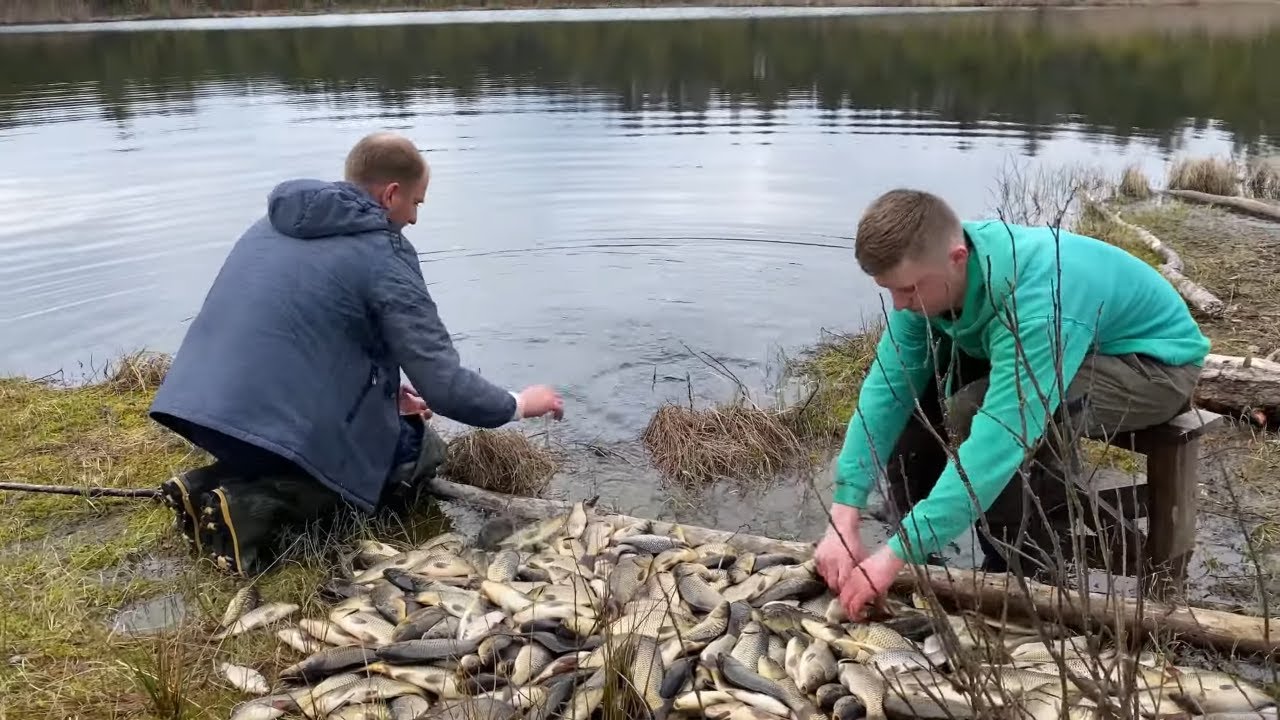 Зариблення. Човном через Стохід, тачками доставка коропа до озера