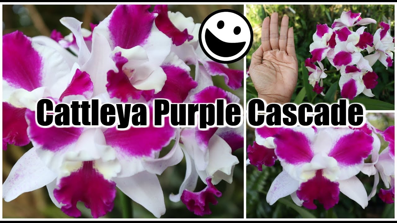 Cattleya Purple Cascade - Orchid in Review