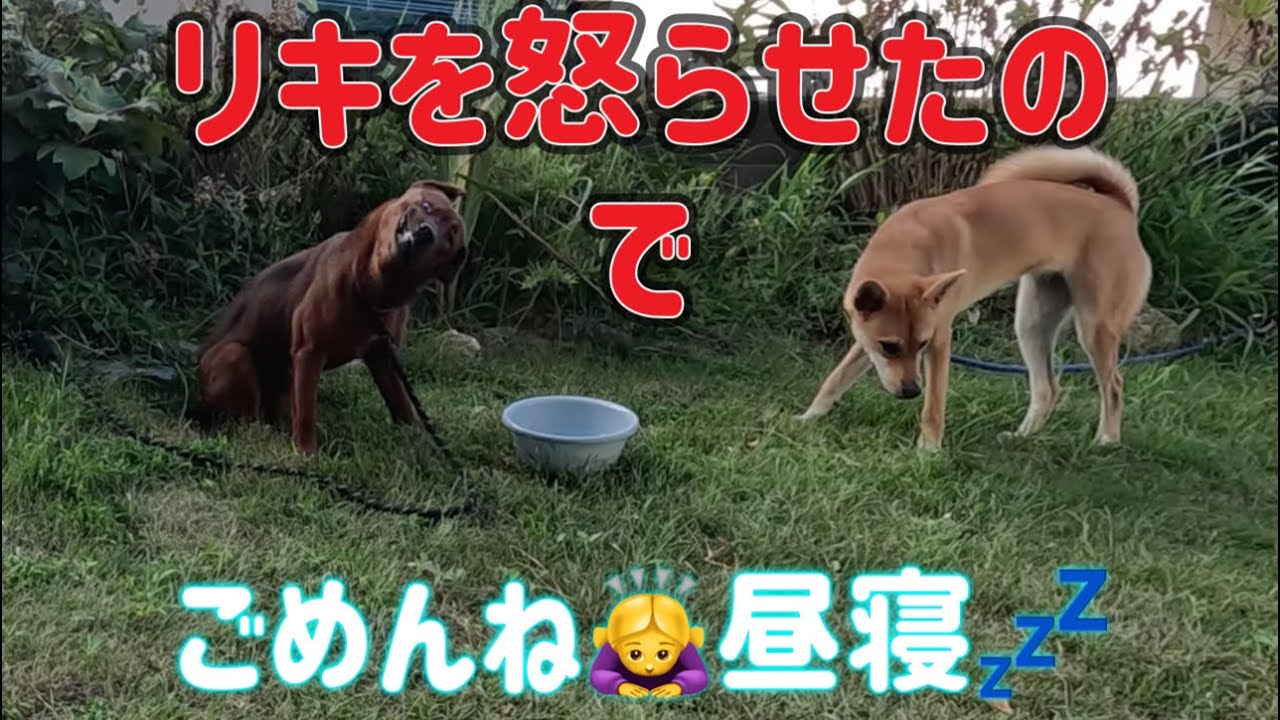 猟犬達と３匹の昼寝