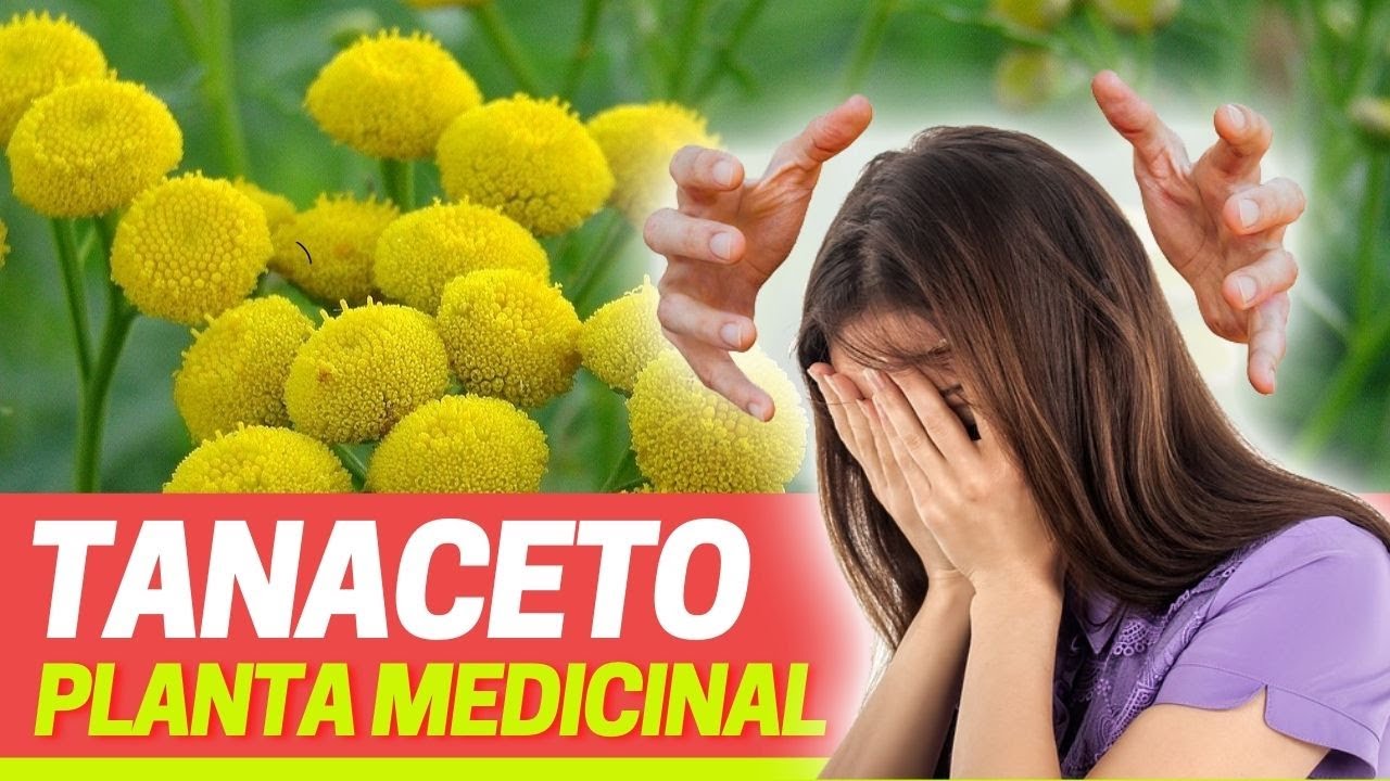 Los inmensos beneficios de la planta, Tanaceto, Tanacetum, hierba de las convulsiones