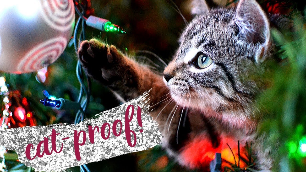 How to Keep Cats OUT of Christmas Trees. Cat Proof your Christmas Tree!
