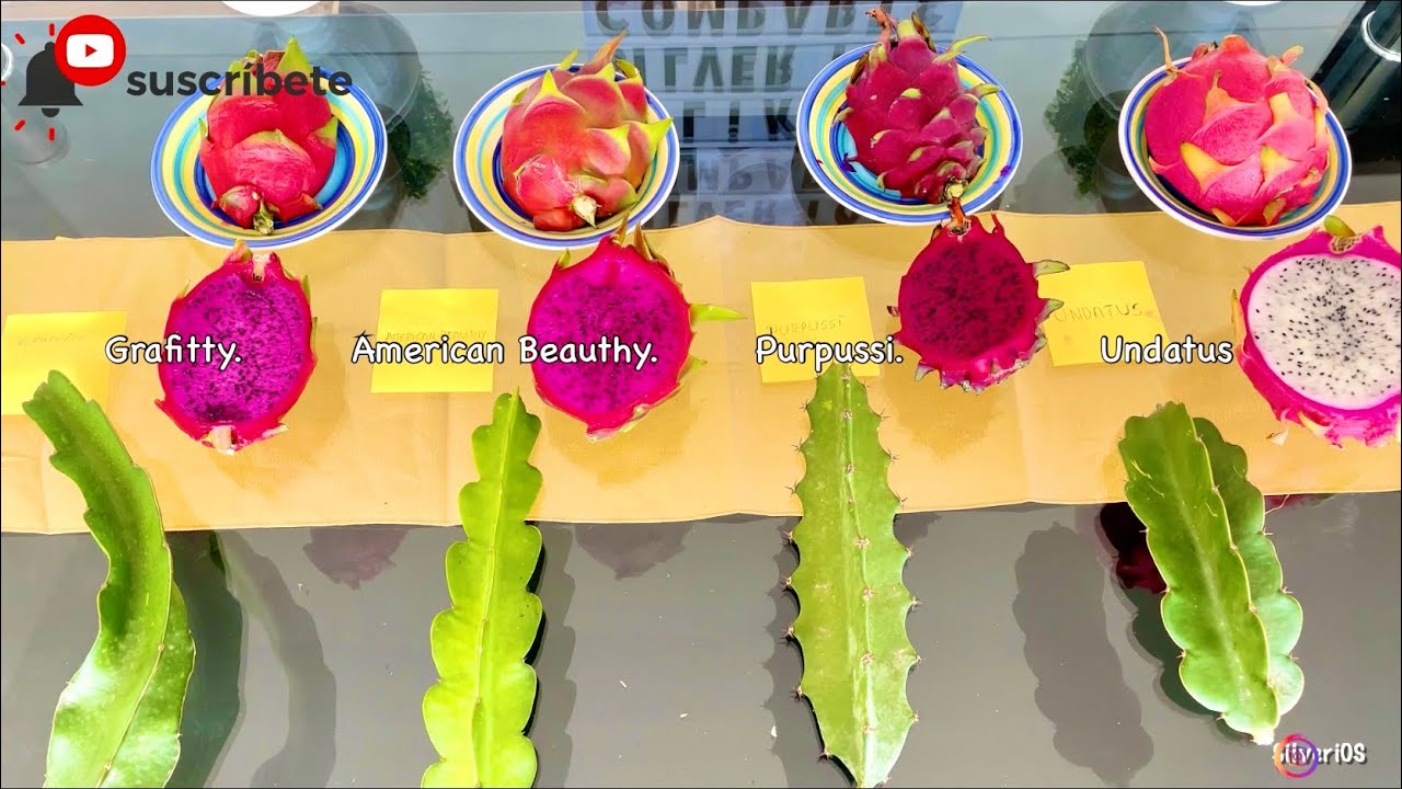 ¿Como es PITAHAYA? undatus, AMERICAN BEAUTHY, Purpussi, GRAFFITY | comparativa fruta & esquejes