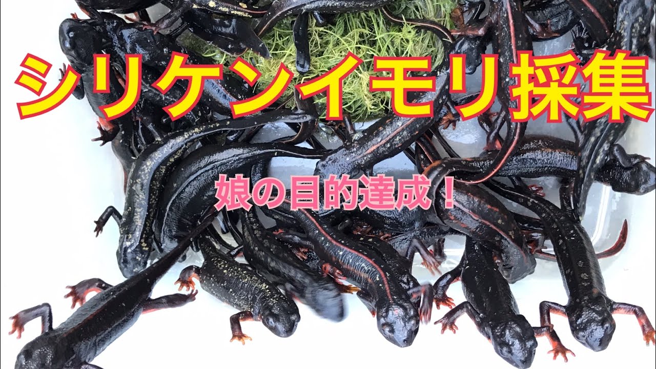沖縄 子供達とオキナワシリケンイモリ採集