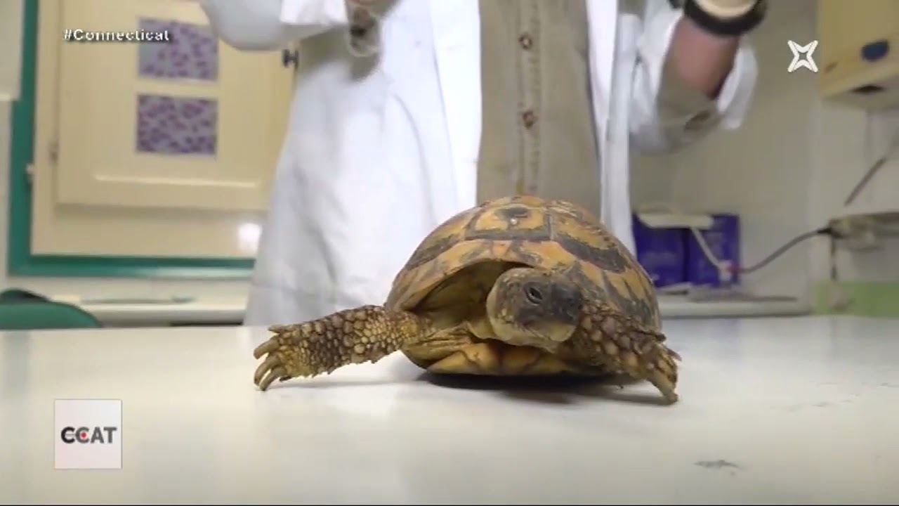 Connecti.cat - El CRARC de Masquefa investiga una espècie de covid que afecta les tortuges