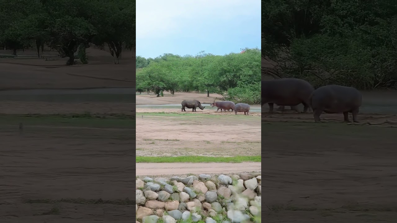 Rhino vs Hippo: Titans Collide in the Wild!