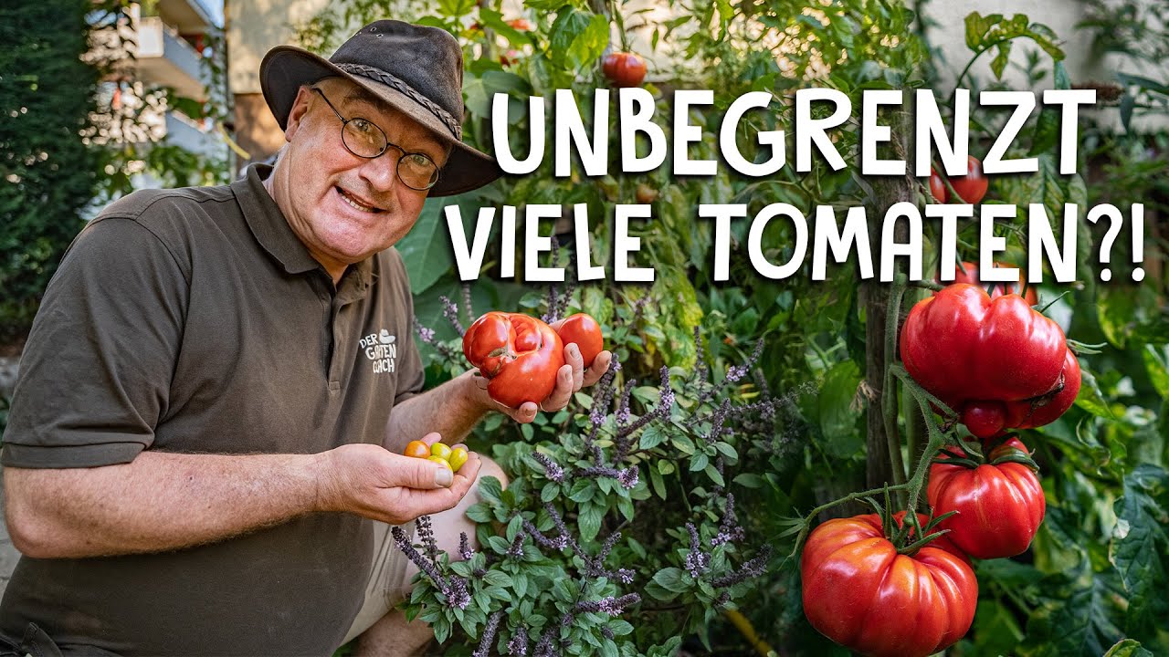 Samen aus eigenen Tomaten gewinnen! 🍅 - schnell & einfach Tomatensamen ziehen