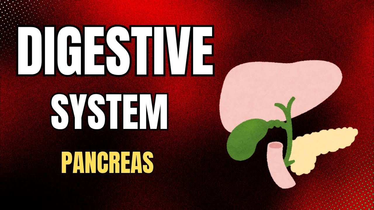 Digestive System Part 7 | Pancreas | BAMS |