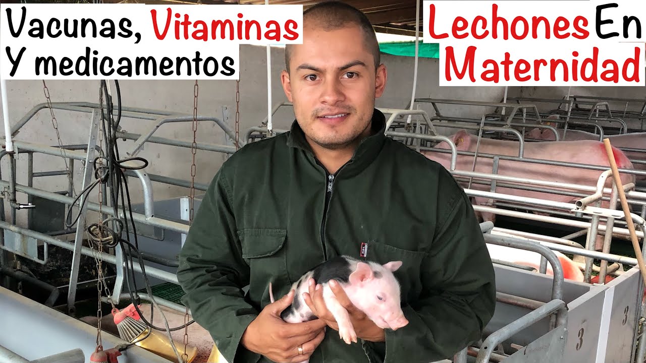 VACUNAS lechones en MATERNIDAD 🐷--CAPITULO 11.1-- VACUNAS, VITAMINAS Y MEDICAMENTOS🐷ENGORDE CERDOS