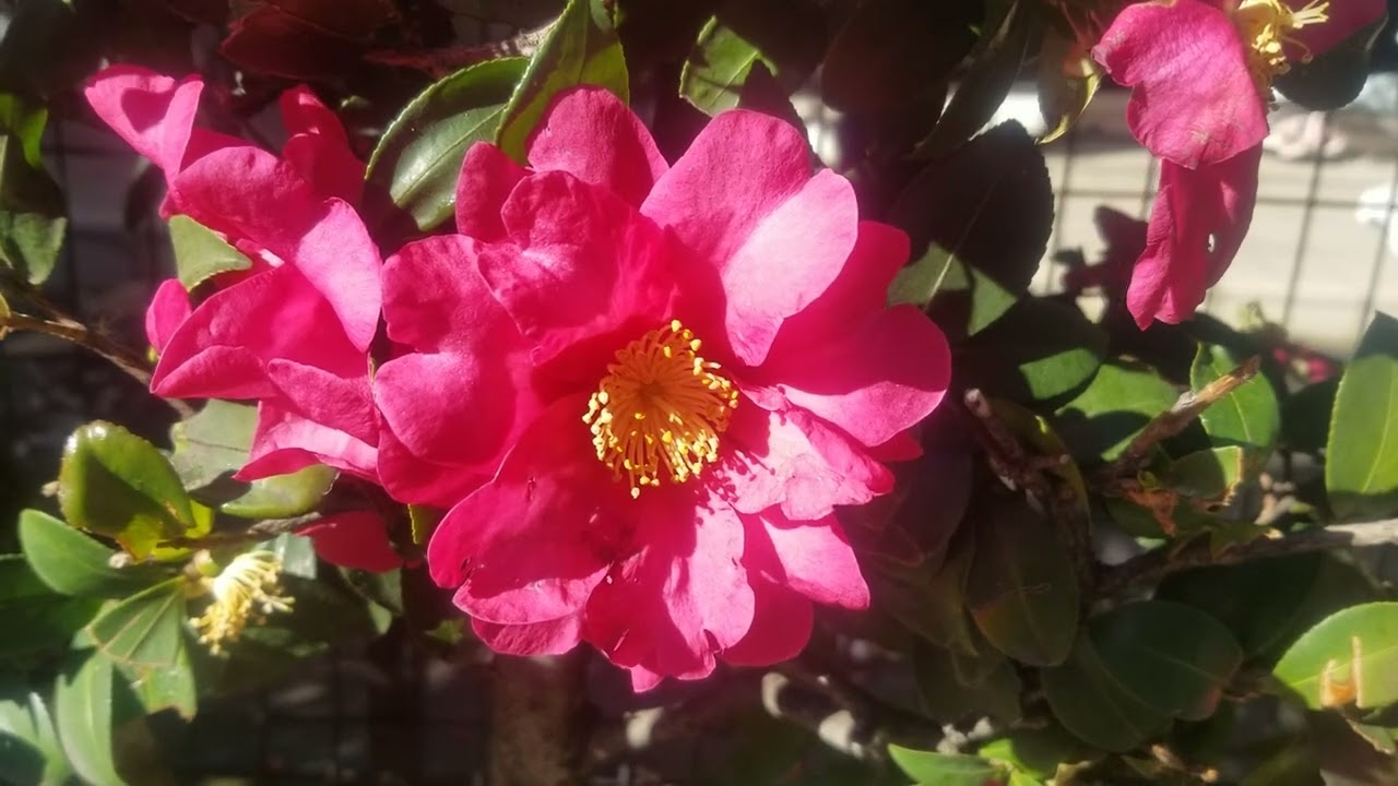 🌼サザンカ山茶花🌼　多数咲き誇る　風に揺れるシーン