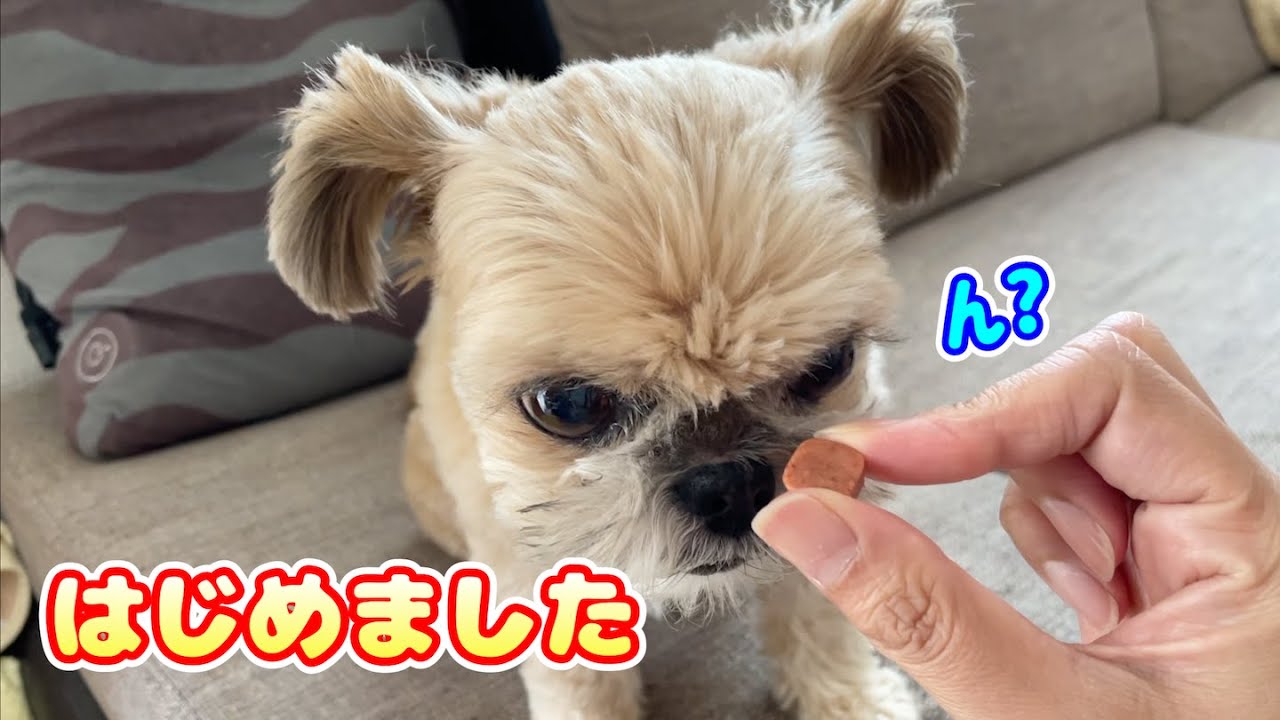 ネクスガードはじめました やっぱりこうなる？ チワワ×シーズー