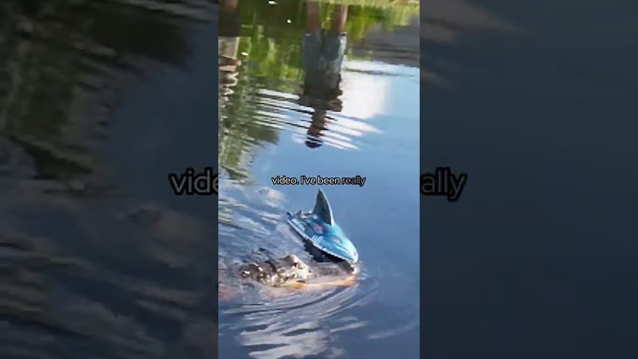 Fast RC Shark Boat Review #alligatorattack #alligator
