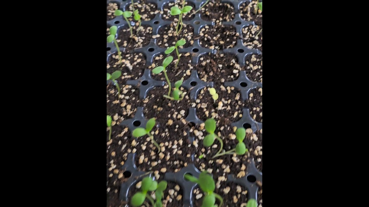 씨앗심는방법  초보도 성공하는 모종판 발아법  #씨앗파종   #씨앗뿌리는방법  #씨앗발아 #씨앗키우기 #새싹키우기  #흙채우는요령 #물주는요령#새싹관리법