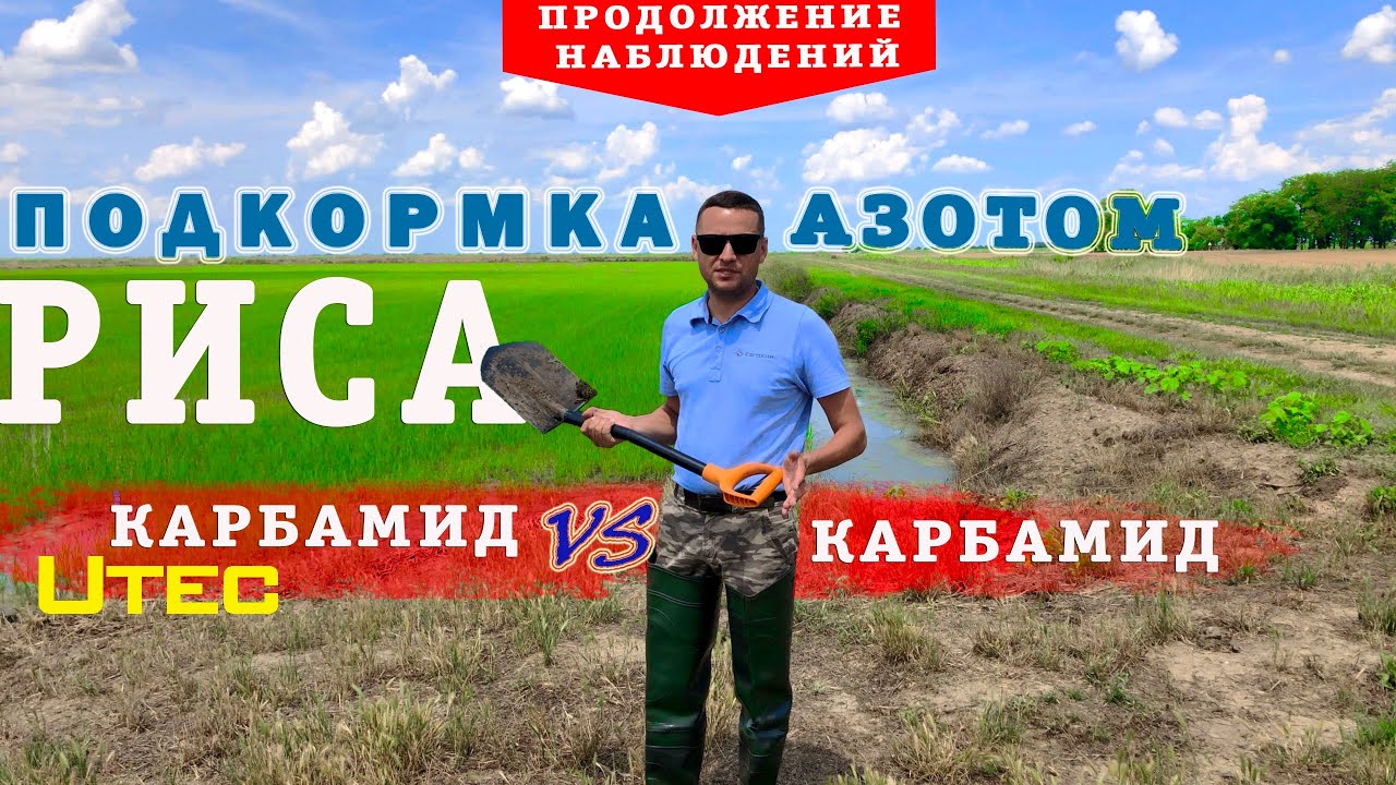 Рис. Азотные подкормки -продолжение наблюдений