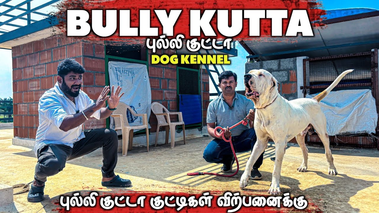 Bully kutta dog kennel in Coimbatore- ரொம்ப கம்மி விலைக்கு புல்லி குட்டா நாய்கள் with papers | Dogs