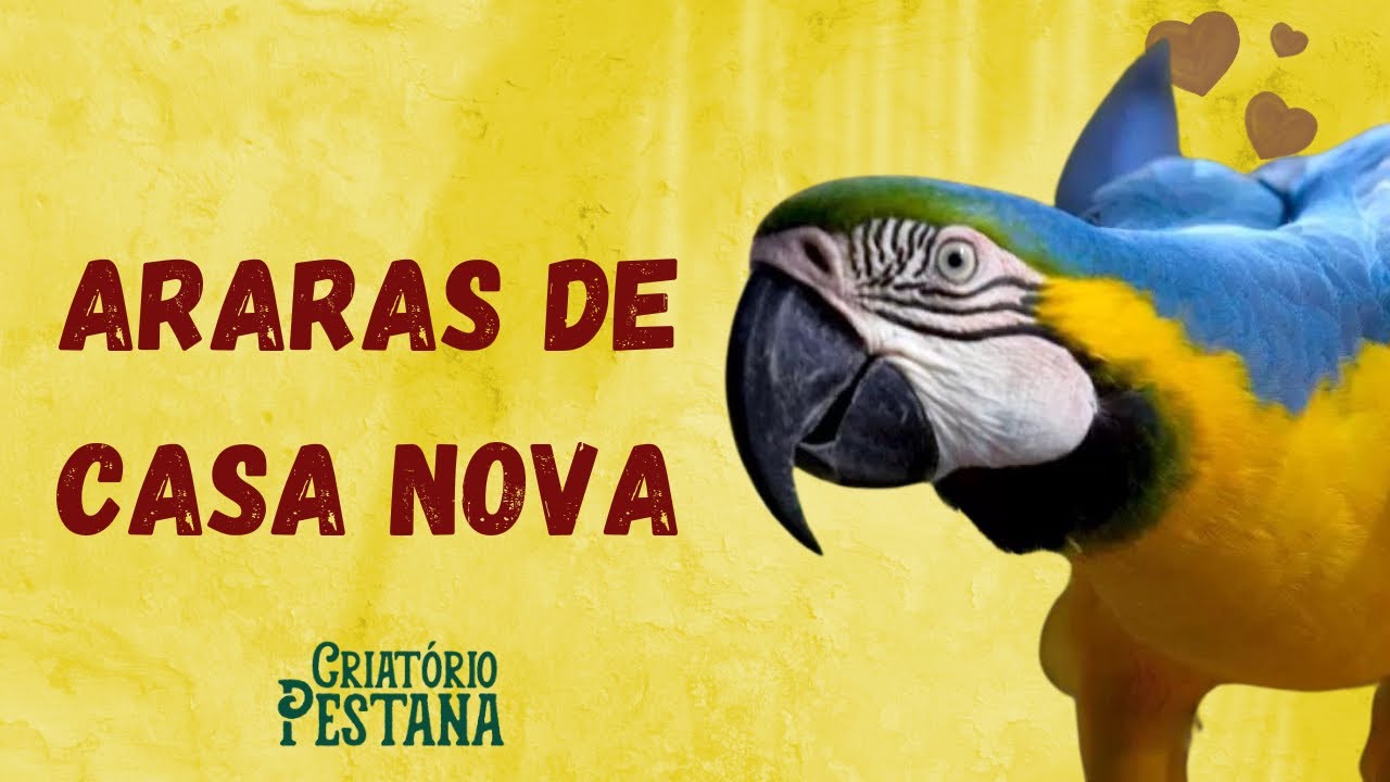 Estamos construindo um viveiro enorme para as araras